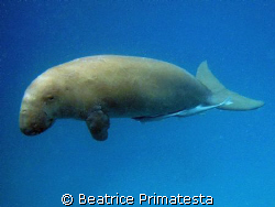 Curious Dugong  by Beatrice Primatesta 